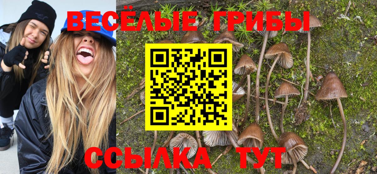 Псилоцибиновые грибы Psilocybe Сосновый Бор